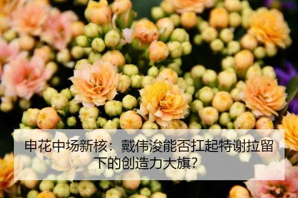 申花中场新核：戴伟浚能否扛起特谢拉留下的创造力大旗？